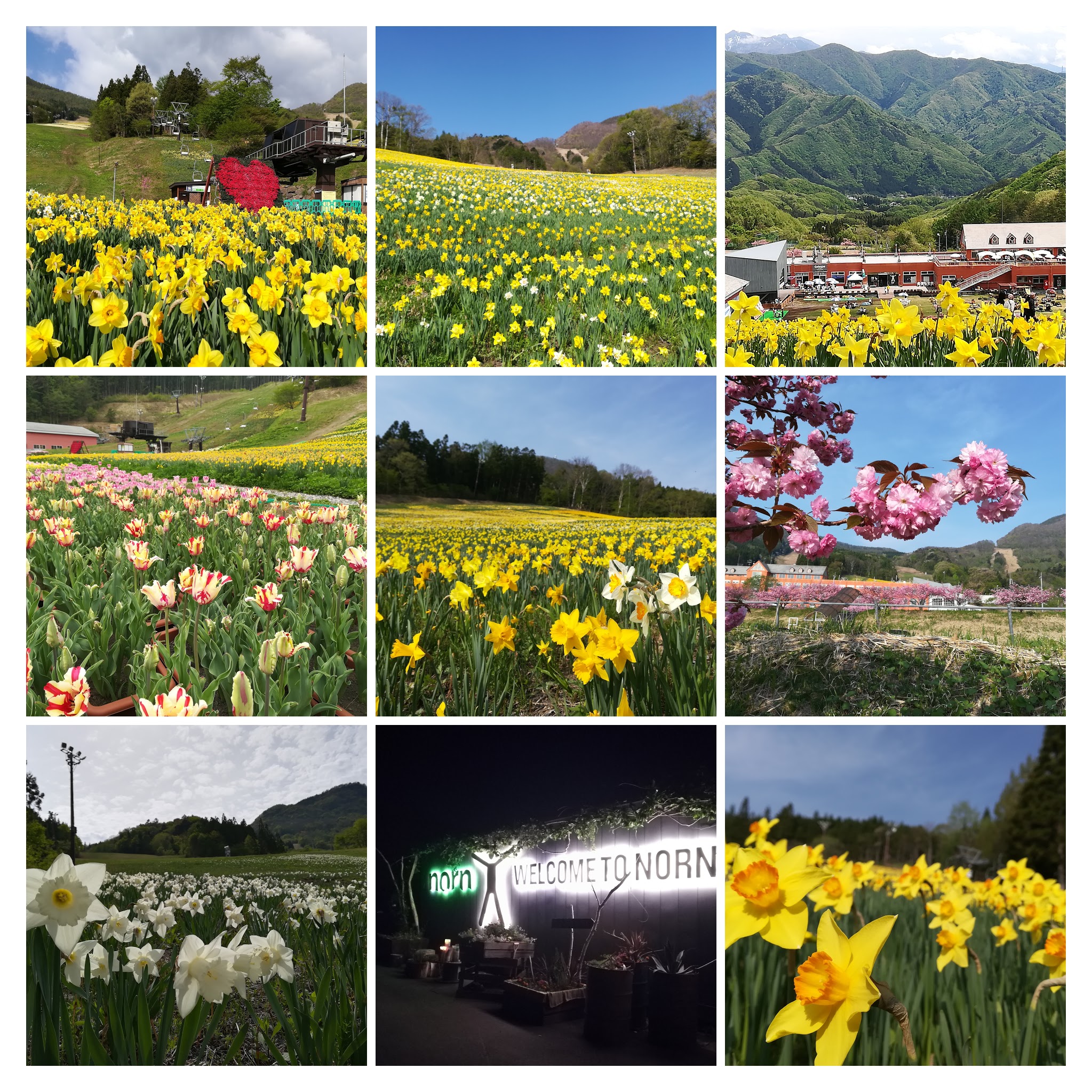 30日間の期間限定 花のノルン水上スキー場 ノルン水上スキー場 30日間の期間限定 花のノルン水上スキー場 ノルン水上スキー場